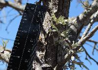 Thumbnail image of current specimen