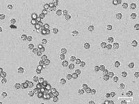 Lactarius rufulus image