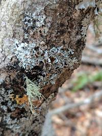 Myelochroa galbina image