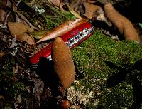 Thumbnail image of current specimen