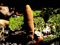 Thumbnail image of current specimen