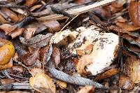 Lactarius alnicola image