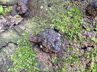 Annulohypoxylon thouarsianum image