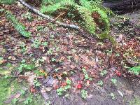 Hygrocybe laetissima image