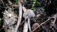 Coprinopsis lagopus image