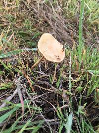 Agrocybe pediades image