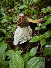 Phallus indusiatus image