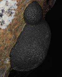 Annulohypoxylon thouarsianum image