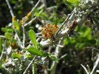 Thumbnail image of current specimen