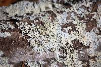 Myelochroa galbina image