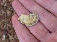 Trametes versicolor image