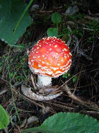 Amanita muscaria image