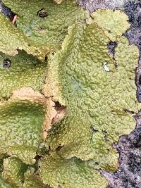 Lasallia papulosa image