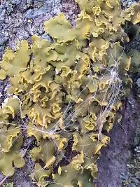 Thumbnail image of current specimen