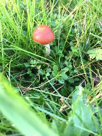 Leratiomyces ceres image