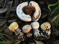 Agaricus xanthodermus image