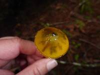 Hygrocybe singeri image