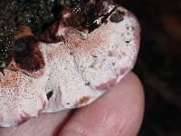 Fomitopsis cajanderi image