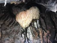 Hericium erinaceus image