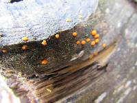 Dacrymyces stillatus image