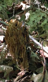 Artomyces pyxidatus image