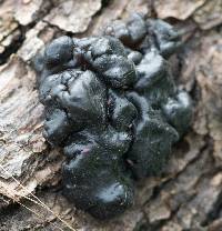 Exidia glandulosa image