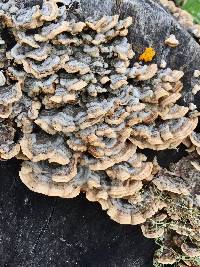 Stereum hirsutum image