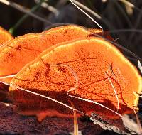 Pycnoporus cinnabarinus image