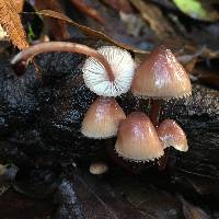 Mycena haematopus image