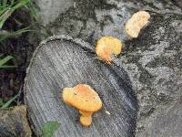 Pycnoporus coccineus image