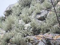 Niebla homalea image