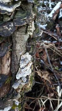 Thumbnail image of current specimen