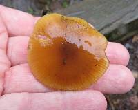 Flammulina velutipes image