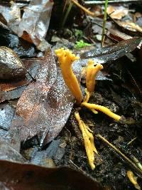 Clavulinopsis corniculata image