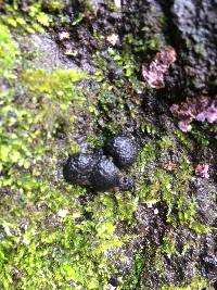 Annulohypoxylon thouarsianum image