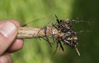 Agrocybe praecox image