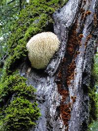 Hericium erinaceus image