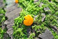 Dacrymyces chrysospermus image
