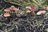 Marasmius plicatulus image