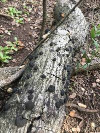 Annulohypoxylon thouarsianum image