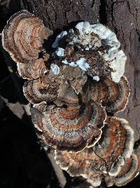 Trametes versicolor image