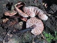Gymnopus brassicolens var. brassicolens image