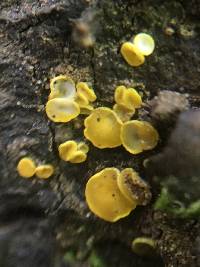 Bisporella citrina image
