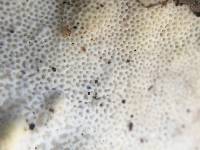 Trametes versicolor image