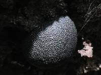 Annulohypoxylon thouarsianum image