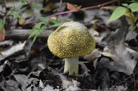 Amanita flavorubescens image