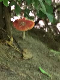 Amanita muscaria image