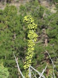 Vulpicida canadensis image