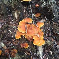 Xeromphalina campanella image