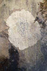 Porpidia albocaerulescens var. albocaerulescens image